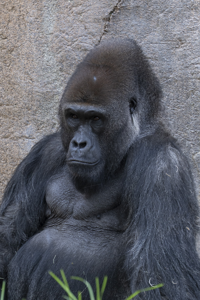 San Diego Zoo Safari Park